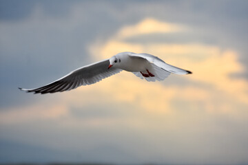 Seagull flying with open wings, closeup