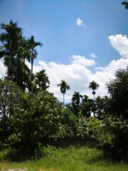 palm trees in the park