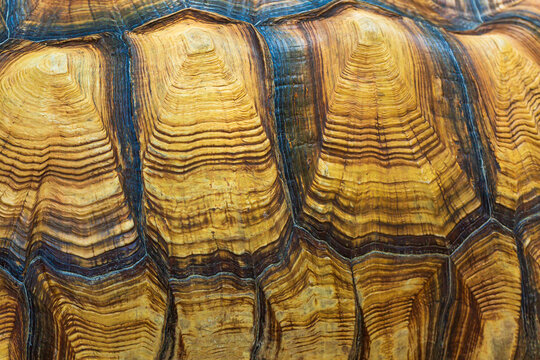 Close-up of turtle shell texture,Close up of beautiful texture of turtle carapace, tortoise skin for animal skin, nature abstract background, pattern of turtle back shell, Sulcata