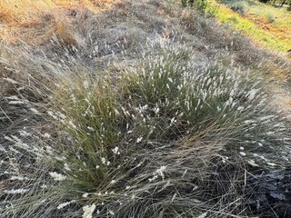 Hairy melic - Latin name - Melica ciliata. Beautiful blooming silky-spike melic in the field....