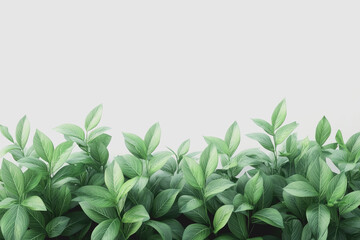 Organic Herbs Illustration in Style, Isolated on White Background Perfect for Natural Products Branding and Wellness Applications