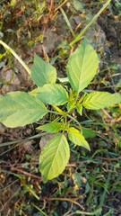 strawberry plant in the garden