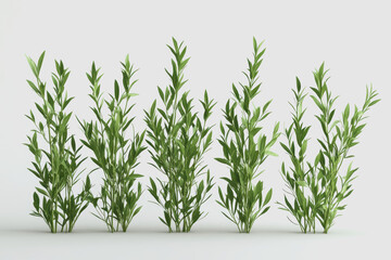 Fototapeta premium Detailed Illustration of Isolated Organic Herbs on White Background for Use in Natural Product Concept Designs and Health-Focused Marketing Materials