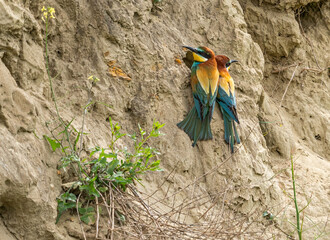ein Paar Bienenfresser (merops apiaster) sitzen nebeneinander an einer Lehmwand, daneben wächst...