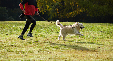 秋の朝の公園で犬を連れて楽しく遊んでいる女性の姿