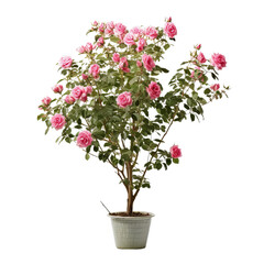 drawing of a bouquet of pink roses in a vase
