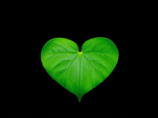 vibrant green heart-shaped leaf stands out against a dark background, symbolizing nature's beauty and love in an artistic display