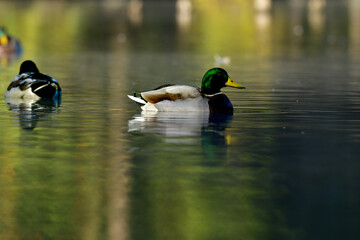 冬に公園や川にやってくる身近な野鳥、黄色い嘴と緑色の頭が美しいマガモ