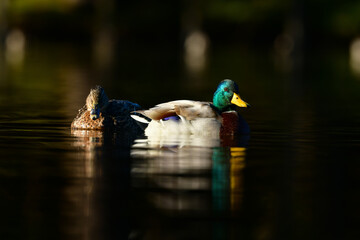 冬に公園や川にやってくる身近な野鳥、黄色い嘴と緑色の頭が美しいマガモ