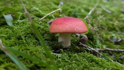 秋の公園や雑木林の身近な自然で見られる赤いきのこ