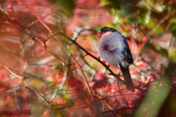秋の森で赤い木の実を食べるかわいい小鳥、高山に住むウソ