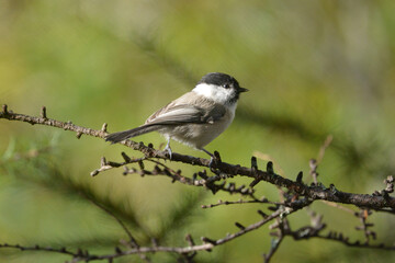 軽井沢や上高地に行くと出会える愛嬌あるかわいい小鳥、人懐っこいコガラ