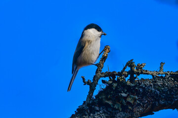 軽井沢や上高地に行くと出会える愛嬌あるかわいい小鳥、人懐っこいコガラ