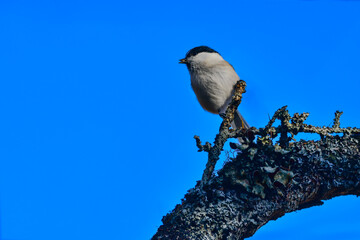 軽井沢や上高地に行くと出会える愛嬌あるかわいい小鳥、人懐っこいコガラ