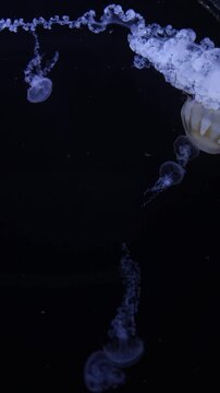 A group of jellyfish from the species Cassiopea, also known as upside-down jellyfish, is seen gracefully floating. Their unique posture and tentacles create an elegant display in the water.