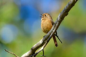 秋に見られる北国からの渡り鳥、オレンジ色が鮮やかな身近なかわいい小鳥ジョウビタキ