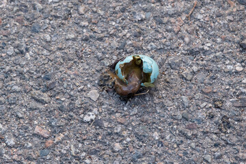 A broken starling egg with a dead chick inside.