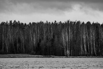 Fototapeta premium Autumn trees grove next to river with birch and pine trees at dark autumn times a bit depressive and moody weather