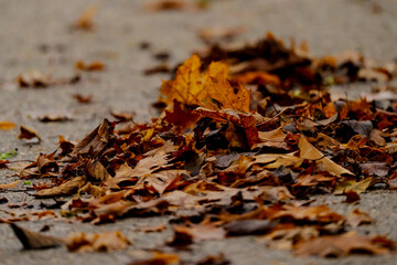 Fallen orange autumn leaves in piles on cold asphalt in late season change