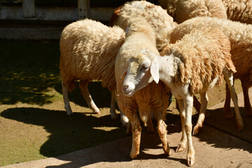 Close-up shot of a sheep's face on an open farm.
