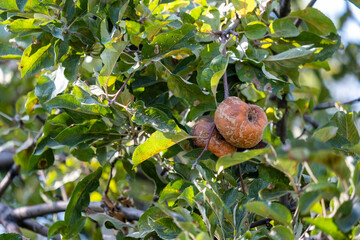Rotten apples are not tree branches, fruit rot. Damage to the apple harvest in the garden.