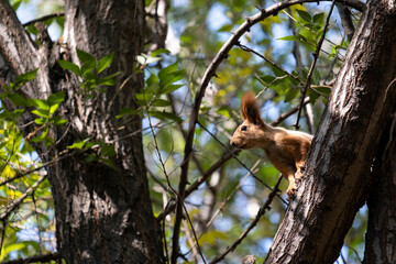 Portrait of a cute squirrel sitting on a tree branch in the park.