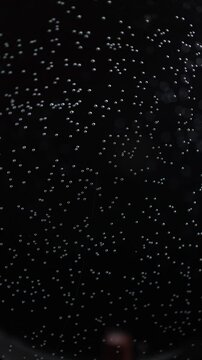 A close-up view of countless tiny jellyfish larvae floating against a dark background. These delicate organisms, known as planulae, represent the early stage in a jellyfish's life cycle.