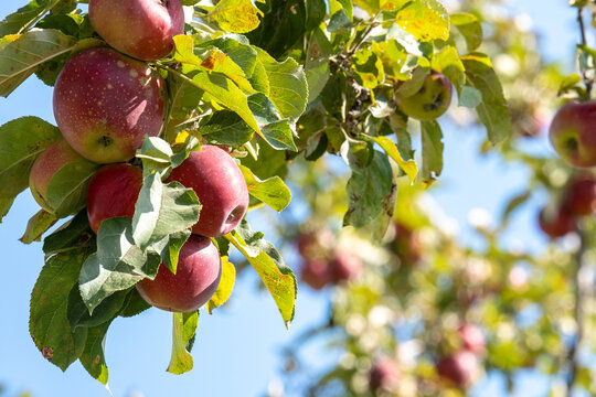 Ripe red apples on old trees in abandoned gardens not far from Almaty.