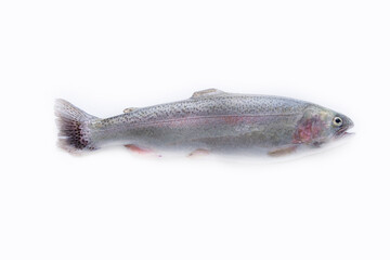 Rainbow trout on a white background. Fresh rainbow trout.