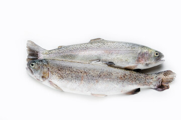 Rainbow trout on a white background. Fresh rainbow trout.