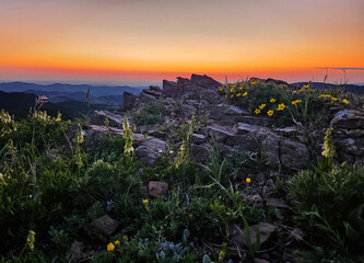 Dramatic and beautiful alpine sunrise with rocks and small yellow flowers in the foreground and the orange sunrise in the distance.
