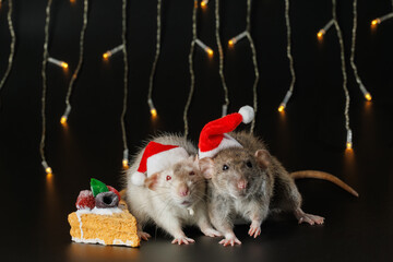 Two colorful rats in red Santa hats isolated on black background. Mouse and cake. Pet and festive blinking garland. Yellow blurred bokeh of burning bulbs. Holiday concept Christmas
