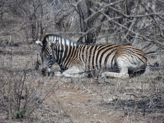 Zebra Resting on the Ground in Kruger National Park, South Africa