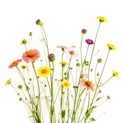 Flowers in white background