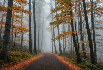 Solitary traveler walking along a misty forest path in autumn colors