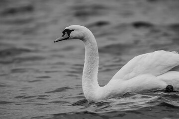 Beautiful mute swan / white swan swimming in Ikskile, Baltic States. Cygnus olor in black in white