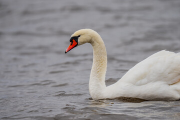 Fototapeta premium Beautiful mute swan / white swan swimming in Ikskile, Baltic States. Cygnus olor