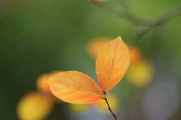 leaves of Lagerstroemia indica (Crape Myrtle) in autumn