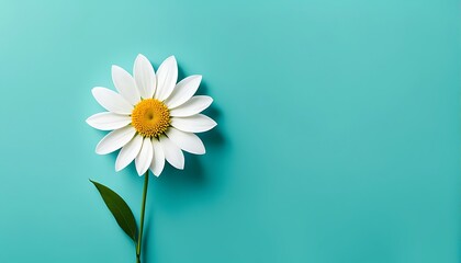 daisy flower on a green background