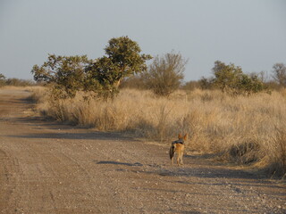 Jackal Walking Along a Dirt Road in Kruger National Park, South Africa