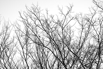 Black and white silhouettes of dead branches in winter