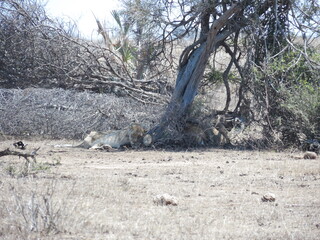 Group of Female Lions Resting in the Shade of a Tree in Kruger National Park, South Africa