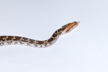 close up of a python snake in white background