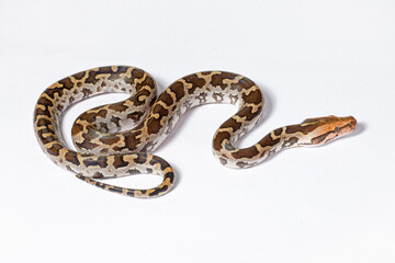 close up of a python snake on white background
