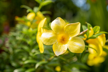 Obraz premium Close-up of a vibrant yellow flower in full bloom, surrounded by lush green foliage, capturing the essence of tropical beauty and the delicate details of petals.