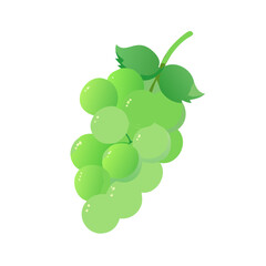 Green grapes vector illustration