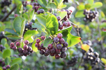 Small dark berries Aronia melanocarpa close-up with blurred green background
