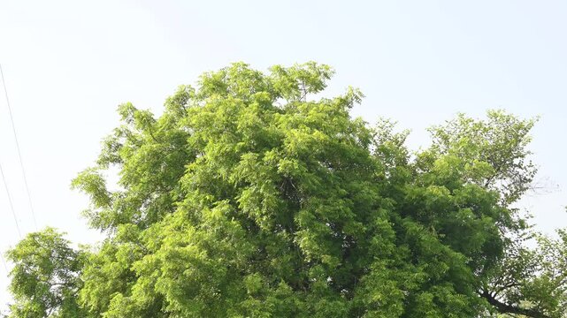 Azadirachta indica tree.
 It's other names Neem,&nbsp;nimtree&nbsp;or&nbsp;Indian lilac. Its fruits are the source of&nbsp;neem oil. many aruvedic medicines are made from its leaves, flower, seeds and bark.