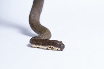 close up of a snake in white background