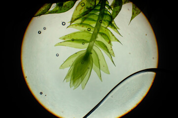 mech torfowiec pod mikroskopem 